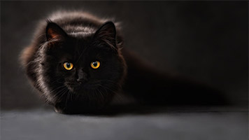 Wenn Sie die Katze-Hintergrundbild mögen, können Sie sie leicht auf Ihr Startbildschirm setzen! Die Katzen-Hintergrundbild passt besser mit allen dunklen Farben-Sätzen in unserem Katalog.