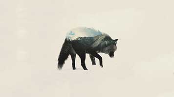 Wolf im Winter 2 ist das perfekte Hintergrundbild für alle, welche die Geheimnisse der Nacht lieben! Lade das Hintergrundbild Wolf im Winter 2 kostenlos auf deinem Computer herunter und teile es auch mit anderen  Liebhabern von Wölfen.