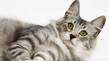 Sie können nichts von der aufmerksamen Katze zu verbergen! Sie kann sehen und hören besser als Sie tun, so stellen Sie sicher, Sie sind sehr vorsichtig um sie herum. Beeilen Sie sich und legen Sie die aufmerksame Katze Hintergrundbild auf Ihrem Startbildschirm, wenn Sie nicht wollen, erwischt zu werden!