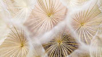 If you like this Dandelion Seeds theme you can easily set it for free on your homepage and enjoy the beauty of nature. The Dandelion Seeds theme comes with its own personalized color set.