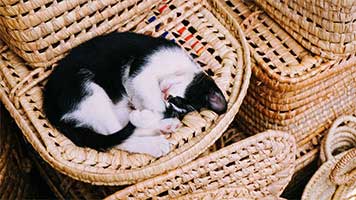 Es gibt einige Vorteile, wenn Sie eine Katze sind. Sie können überall schlafen, auch in einem Korb! So, wenn Sie überhaupt faul fühlen und Sie ein Nickerchen machen möchten, setzen Sie gerade die Katze in einen Korb Hintergrundbild auf Ihrem Startbildschirm und Sie schlafen in kürzester Zeit ein!