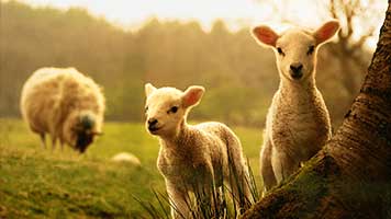 Get this super cute Little Lambs theme on your homepage and get ready to experience the beautiful rural landscape. Set it with just one click and remember, the Little Lambs theme comes with it's own color set.