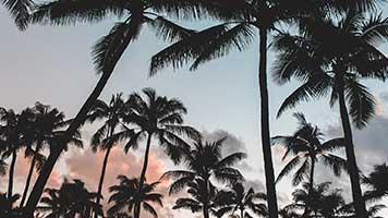 Have a pina colada and relax under the palm trees! Summer has just begun and it smells like vacation from a mile away! Set this Palm Trees theme on your homepage and you're one step closer to the seaside!