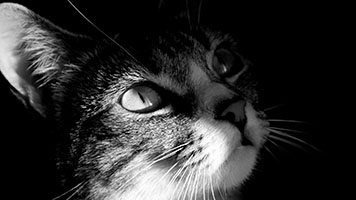 Wenn Sie die Katze im Schatten Hintergrundbild mögen, können Sie sie leicht auf Ihrem Startbildschirm verwenden. Setzen Sie einfach die Katze in den Schatten Hintergrundbild mit einem Klick und genießen Sie die Tiere in unserem Katalog.