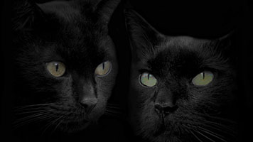Some may say that black cats bring bad luck, but these two Twin Black Cats can only bring smiles and joy! Set the Twin Black Cat wallpaper on your home screen and forget about old sayings!