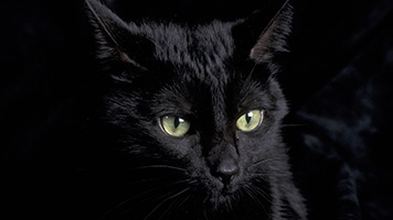 Dark cats are sometimes associated with black magic, and we can't promise this one won't turn into a witch! So if you want to see the transformation just set the Dark Cat wallpaper on your home screen.