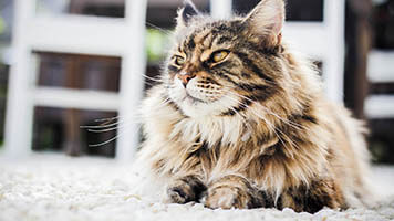 Se você amar os gatos, Gato7 é o tipo de fundo de tela para você! Escolhe  o modelo Gato 7 do nosso catálogo  e baixe  o gratuitamente para  sua página inicial.