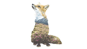 Bist du bereit für den Winter? Wähle das Hintergrundbild Fuchs im Winter aus unserem Katalog und bleibe auf dem Laufenden mit  den neusten Modellen. Das Hintergrundbild Fuchs im Winter ist eine schöne Abbildung mit Doppelbelichtung, welche das Bild der Reinheit der Natur mit jenem der Schlauheit des Wildfuchses vereint.