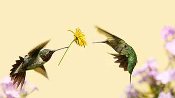 Bist du in romantischer Stimmung, ähnlich dem Thema Vögel? Dann ist es an der Zeit Blumen deinen Geliebten zu senden oder einfach dieses Thema, Vögel, mit ihnen zu teilen. Beide haben die gleiche Auswirkung!