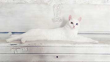 Graciosa e flexível, este gato branco puro é mais bonito do que nunca! Você não concorda? Se sim, defina o fundo de tela Branco Puro em sua tela inicial e desfrute do seu novo animal de estimação real!
