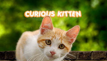 Se sei così curioso come il Gattino Curioso, allora prova il nostro sfondo con il gattino. Scarica gratis lo sfondo Gattino Curioso sul tuo computer o qualsiasi altro sfondo parallasse dal catalogo di UR Browser e ti promettiamo una home page perfetta!