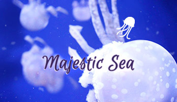 Se você admirar o majestoso mar e desfrutar de todas suas criaturas maravilhosas, baixe gratuitamente para o seu computador este fundo de tela  com  medusas.