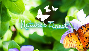 Explore what beauties nature has to offer with the Nature Finest parallax. Set the NatureFinest parallax wallpaper for free on your computer or share it with your friends.