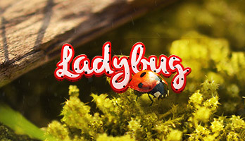 What's cute and red with dots? The Ladybug! Get this free Ladybug wallpaper on your homepage with just one click.